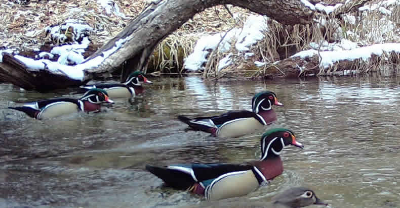 Wildlife at Star Lake in Minnesota