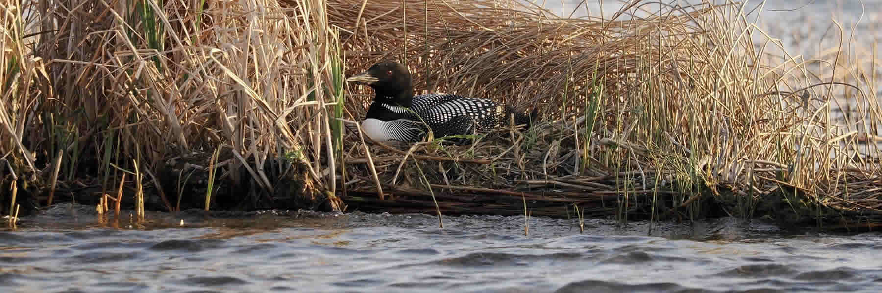 Learn more about the beautiful Star Lake located in Dent, MN